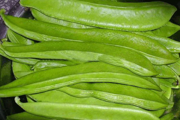刀豆（菜豆）