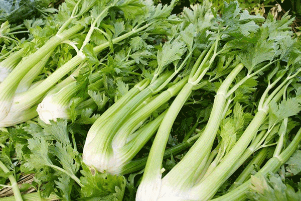 芹菜