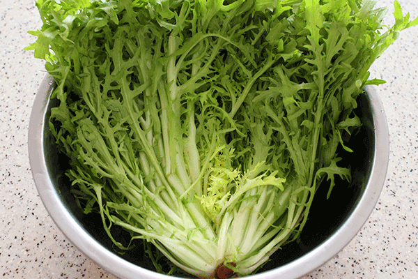 苦细叶生菜(苦菊)