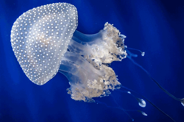 海蜇